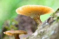 Polyporus arcularius image