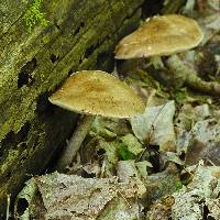 Pluteus cervinus image