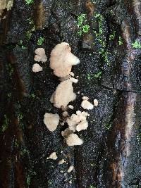 Schizophyllum commune image