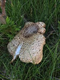 Polyporus squamosus image