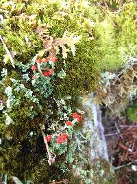 Cladonia bellidiflora image