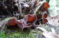 Auricularia cornea image