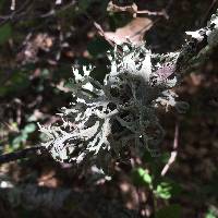 Evernia prunastri image