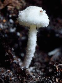 Cystolepiota hetieri image