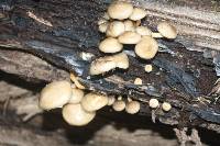 Armillaria novae-zelandiae image