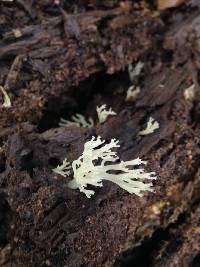 Artomyces pyxidatus image