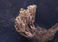 Artomyces pyxidatus image