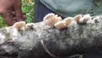 Schizophyllum commune image