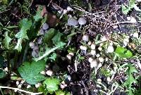 Coprinellus disseminatus image