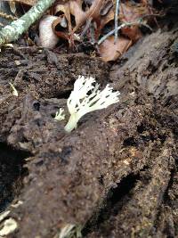 Artomyces pyxidatus image