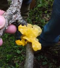 Tremella mesenterica image