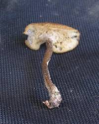 Polyporus arcularius image