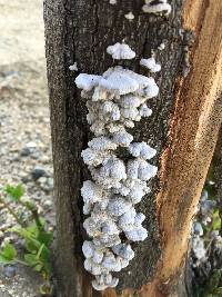 Schizophyllum commune image