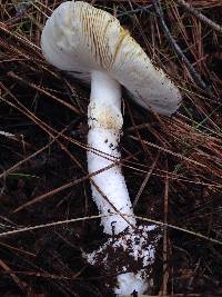 Amanita vernicoccora image