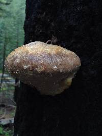 Fomitopsis pinicola image