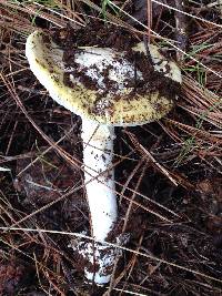 Amanita vernicoccora image