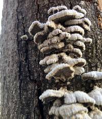 Schizophyllum commune image