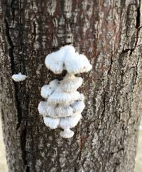 Schizophyllum commune image