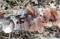 Auricularia auricula-judae image