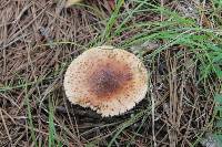 Amanita amerirubescens image