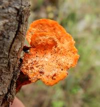 Pycnoporus cinnabarinus image