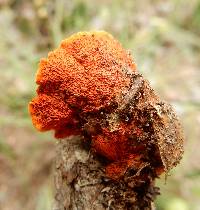 Pycnoporus cinnabarinus image