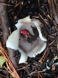 Sarcosphaera coronaria image