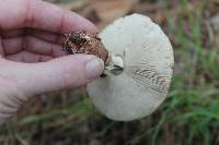 Amanita amerirubescens image