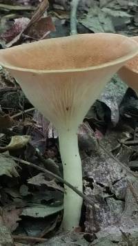 Clitocybe gibba image