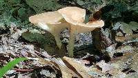 Clitocybe gibba image