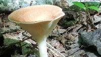 Clitocybe gibba image