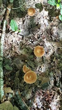 Clitocybe gibba image