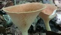 Clitocybe gibba image