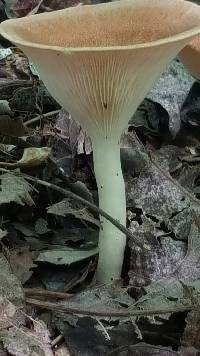 Clitocybe gibba image