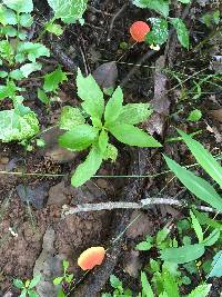 Boletochaete bicolor image