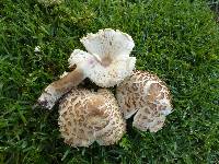 Leucoagaricus americanus image