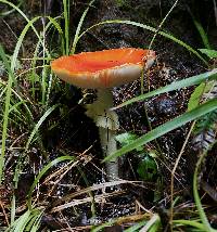 Amanita muscaria image