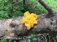 Tremella mesenterica image