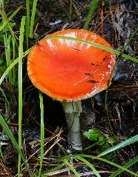 Amanita muscaria image