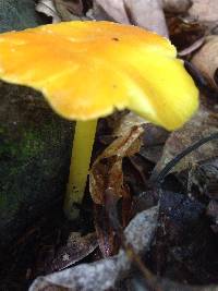 Hygrocybe chlorophana image