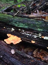 Laetiporus sulphureus image