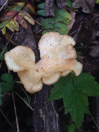 Polyporus alveolaris image