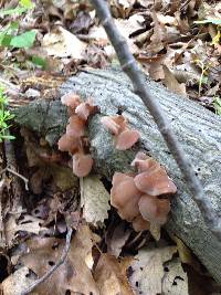 Auricularia auricula-judae image