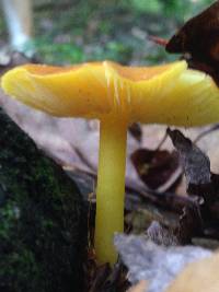 Hygrocybe chlorophana image