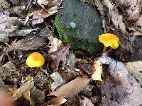 Hygrocybe chlorophana image