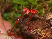 Mycena viscidocruenta image