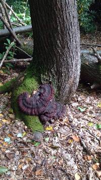 Ganoderma tsugae image