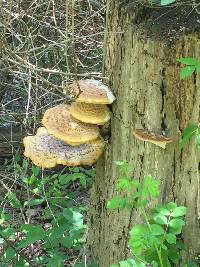 Polyporus squamosus image