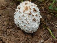 Coprinus comatus image