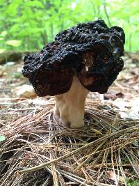 Gyromitra esculenta image